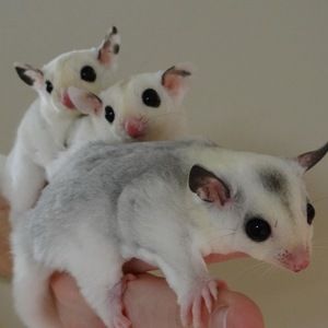 Meet your Posher, Zachary